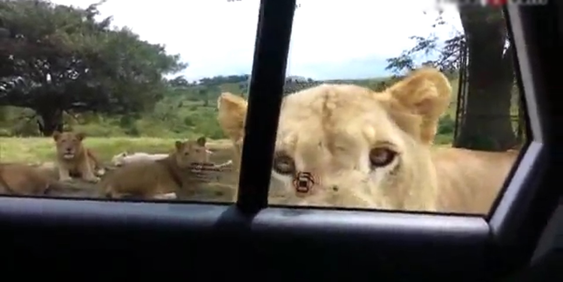 Aslan arabanın kapısını açınca.../VİDEO