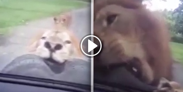 Aslan arabanın lastiğini yemeye çalıştı