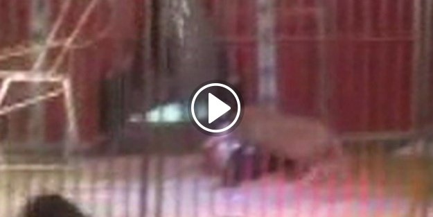 Aslan bakıcısına saldırdı!