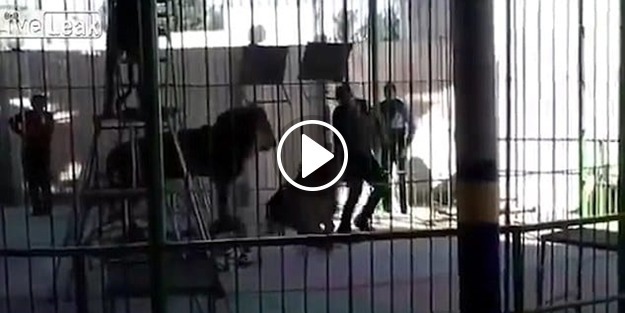 Aslan, bakıcısını böyle öldürdü!