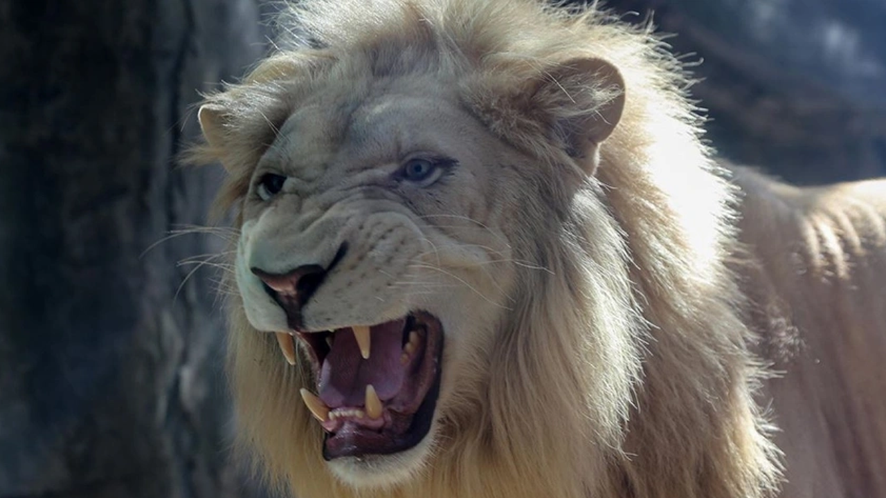 Aslan, bakıcısını ziyaretçilerin gözü önünde öldürdü!