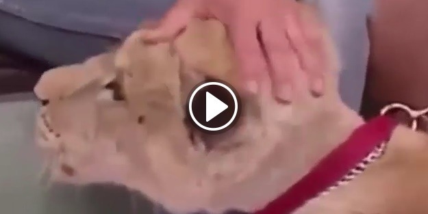 Aslan canlı yayında bebeği yemeye kalkıştı