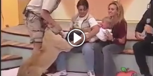 Aslan çocuğa saldırdı, bakın annesi ne yaptı!