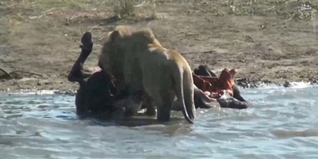 Aslan hamile bufaloya bakın ne yaptı!