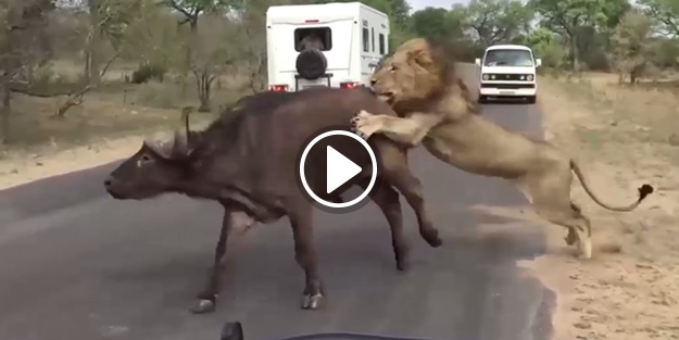 Aslan ile bufalonun kapışması!
