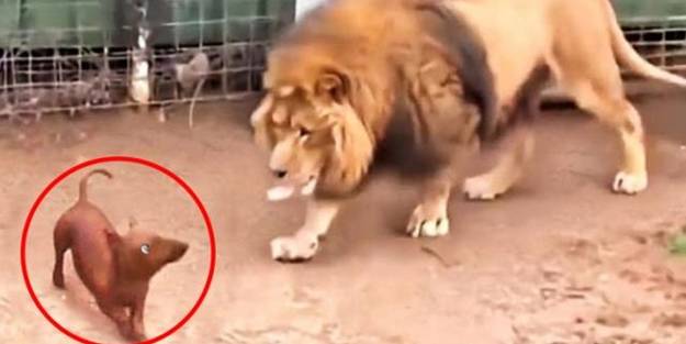 Aslan ile köpek aynı kafese bırakıldı! Sonrasında olanlara kimse inanamadı