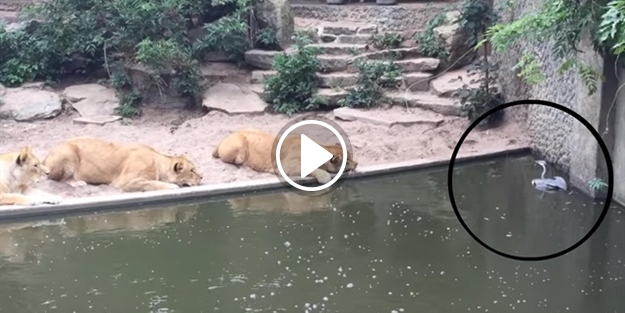 Aslan kafesine giren yürek yemiş balıkçıl kuş