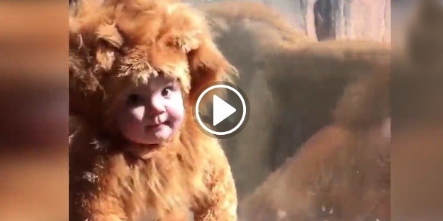 Aslan kılığındaki minik bebeğe bakın aslanlar nasıl tepki verdi!