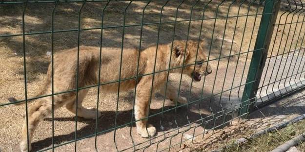 Aslan kükremesinden uyuyamayan mahalleli Erdoğan'dan yardım istedi