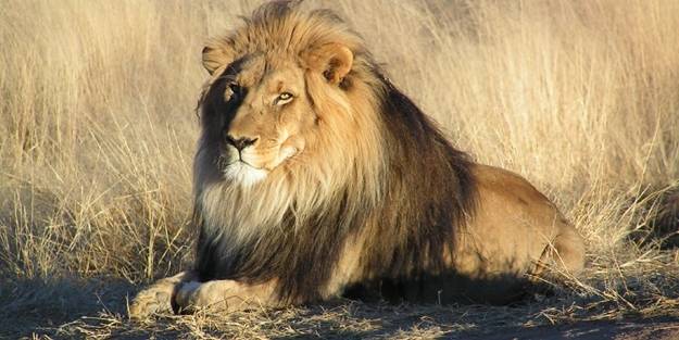 Aslan nüfusu tehlike altında