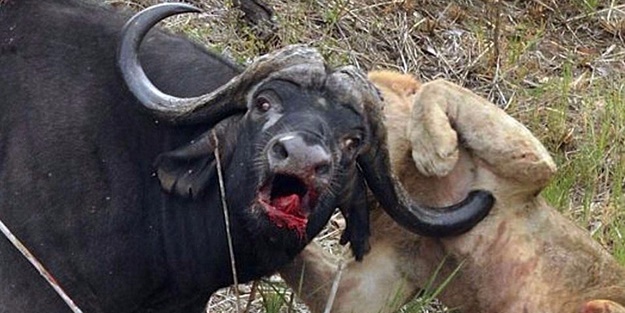 Aslan öyle bir kaçtı ki!