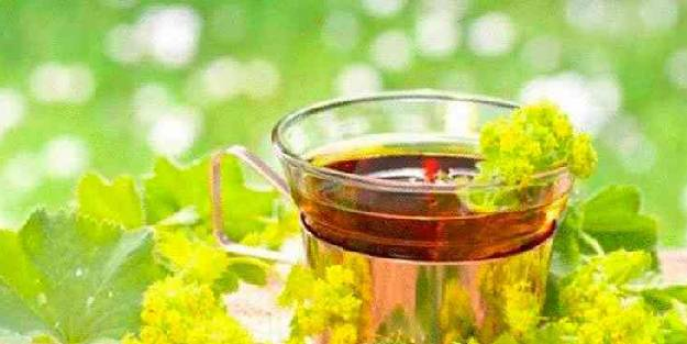 Aslan pençesi çiçeği: Destek veren ilaç gibi bitki, İki damla yetiyor! Hangi hastalıklara iyi gelir, neye yarar?