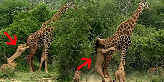 Aslan sürüsü zürafayı böyle parçaladı! VİDEO
