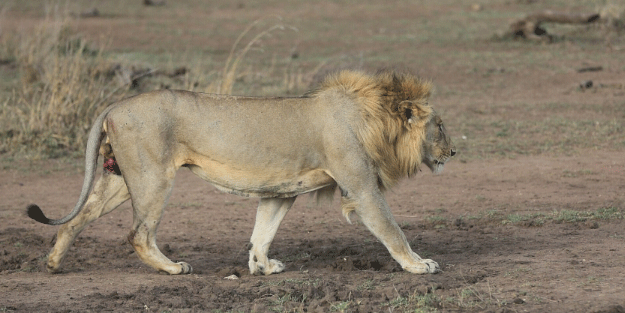 Aslan terbiyecisi yürüyemeyen aslanı 20 günde eski sağlığına kavuşturdu