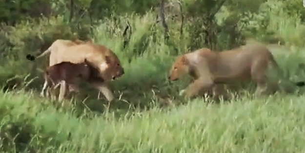 Doğada inanılmaz bir an! Kameraya yansıdı