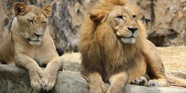 Aslan, ziyaretçilerin gözü önünde kendi yavrusunu yedi!