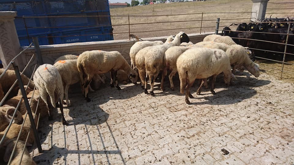 Aslanapa üretiyor 