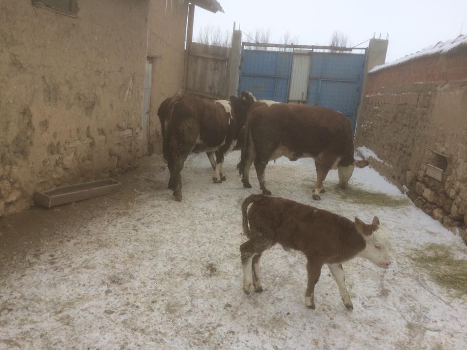 Aslanapa’da 1 yılda yaklaşık 20 bin litre süt üretiliyor 