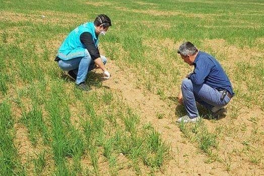 Aslanapa’da bitkisel ürünlerde bitki sağlığı faaliyetleri 