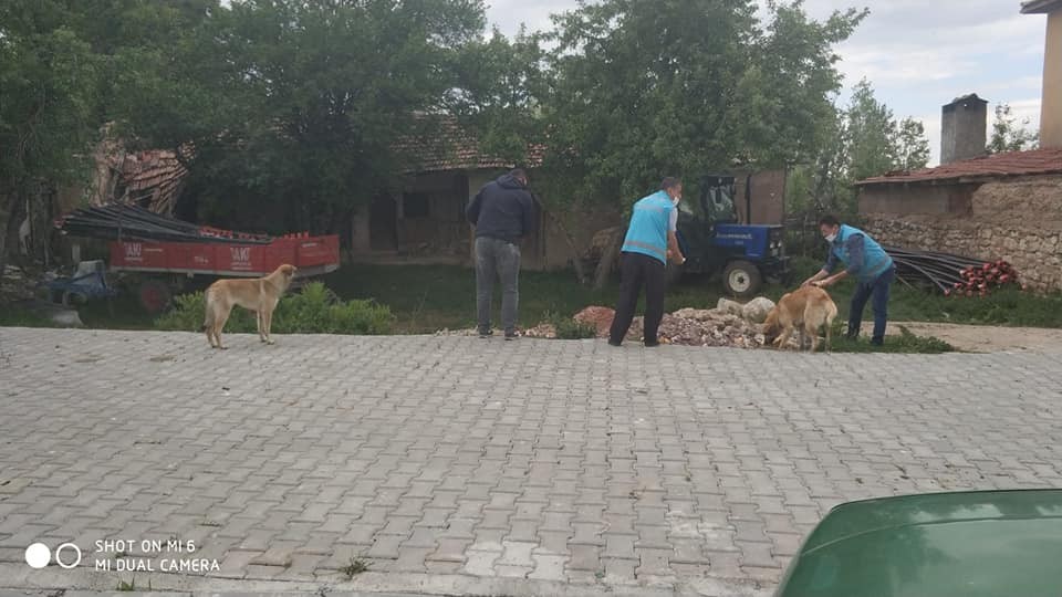 Aslanapa’da sokak hayvanları unutulmadı 