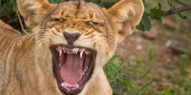 Aslanın bu haline çok güleceksiniz!