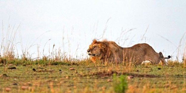 Aslanın işini bitirmesi 1 dakika sürmedi!