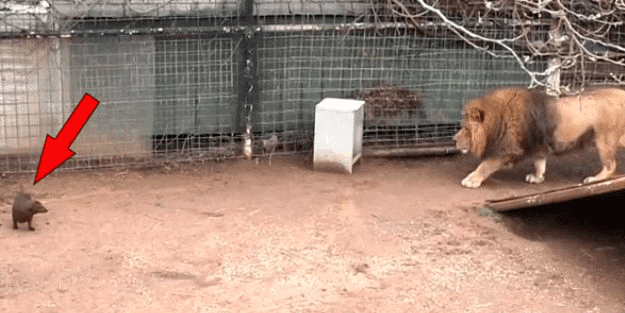 Aslanın kafesine köpek bıraktılar... Herkes, olanları şaşkınlıkla izledi