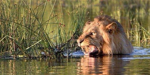 Aslanın karizması yerle bir oldu!