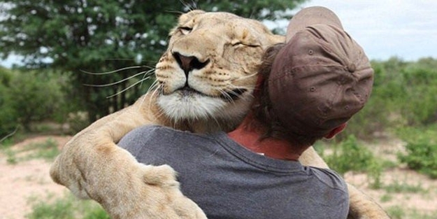 Aslanın şaşırtan sevgisi - FOTO