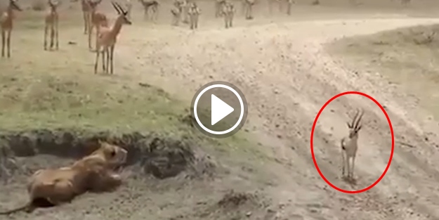 Aslanın tüm planını bozan meraklı karaca!