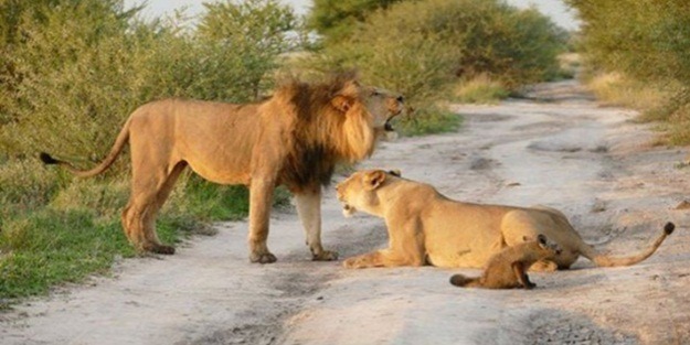 Aslanın yaralı bir yavruya yaklaştığını görünce...