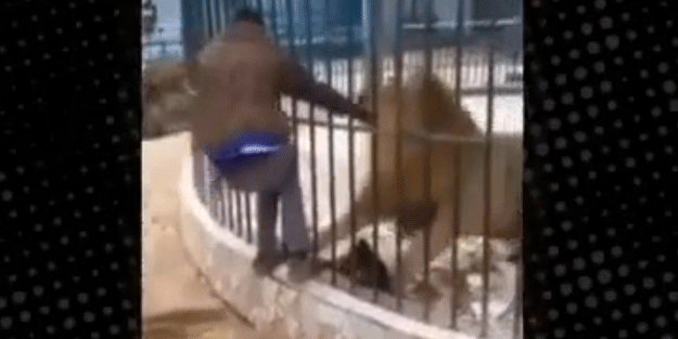 Aslanla şakalaşması kanlı bitti! O anlar böyle görüntülendi