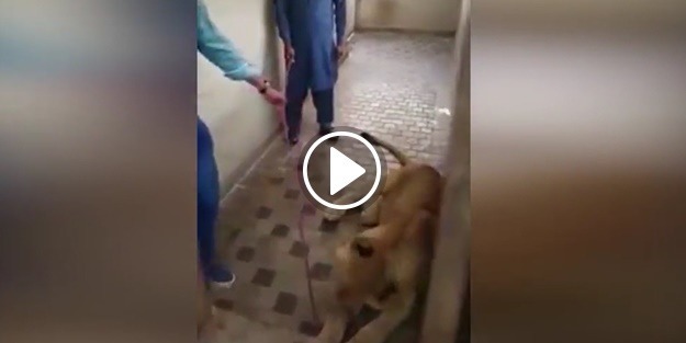 Aslanla video çektirirken hayatının hatasını yaptı!