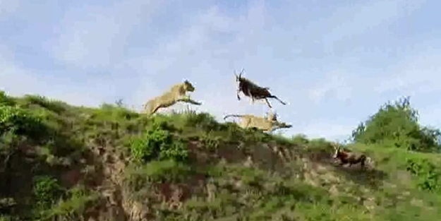Aslanlar antilopu havada kaptı!