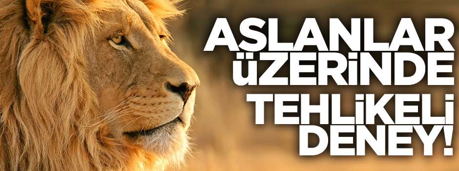 Aslanlar üzerinde tehlikeli deney!../VİDEO