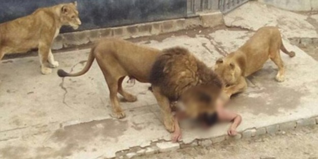 Aslanlara canlı canlı yem oldu!