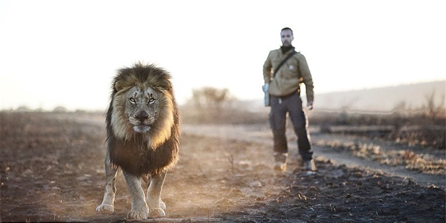 Aslanlara fısıldayan adam - FOTO