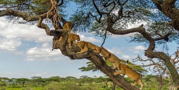 Aslanları korkudan ağaca çıkarttı