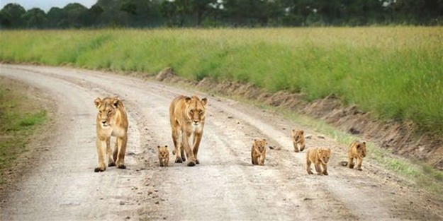 Aslanların diyarı 'Serengeti Milli Parkı'