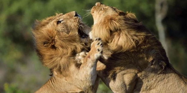 Aslanların ölümcül savaşı