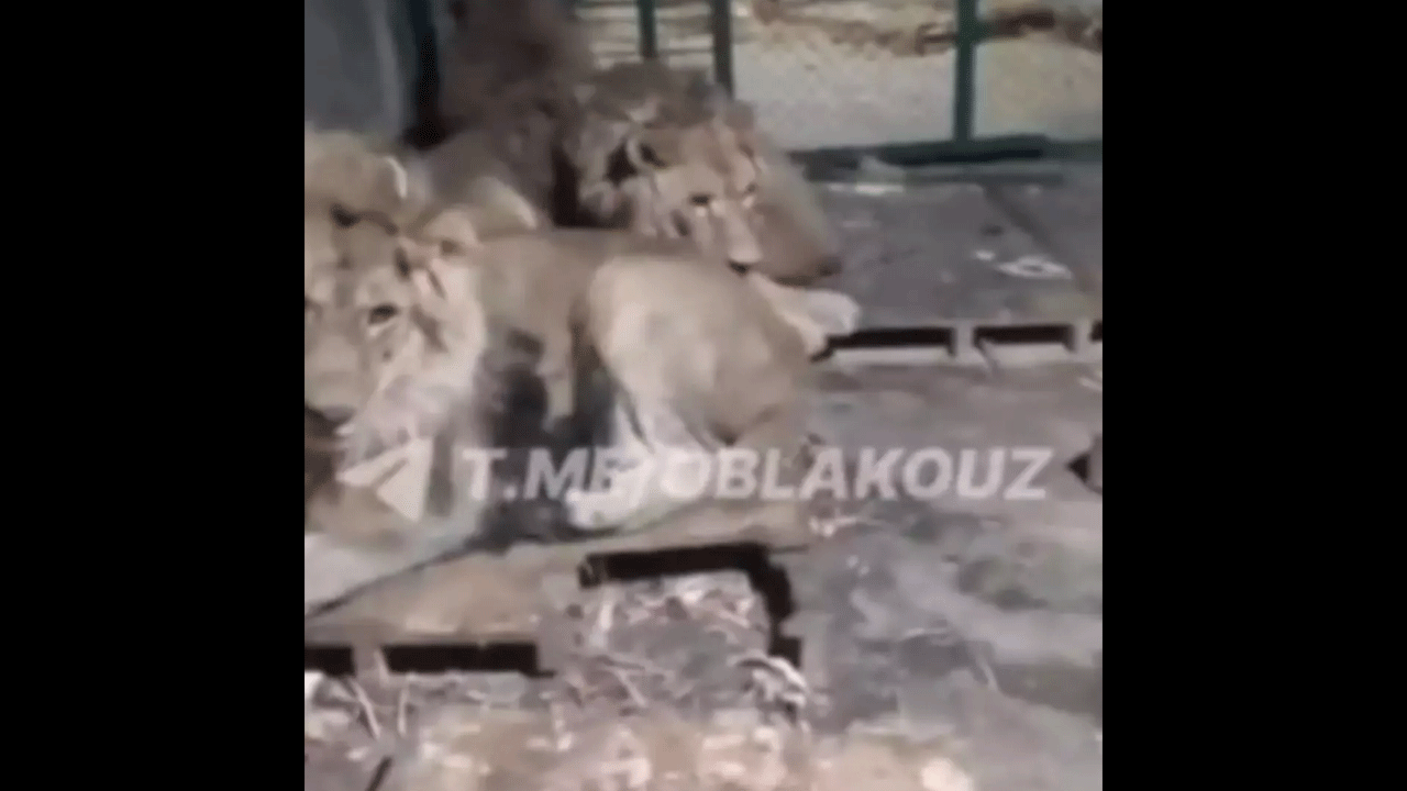 Aslanların ortasında ölüm! Hayvanat bahçesi bakıcısının son anları kayıtta