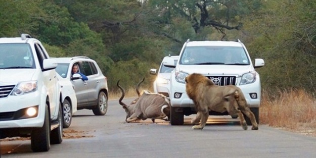 Aslanların sıra dışı saldırıları