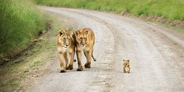 Aslanların uçsuz bucaksız diyarı