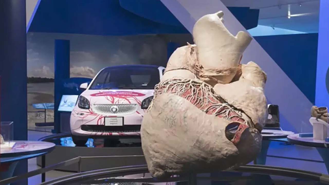 Aslında onu yakından tanıyorsunuz: Hangi hayvanın kalbi dakikada sadece '2' kez atıyor?