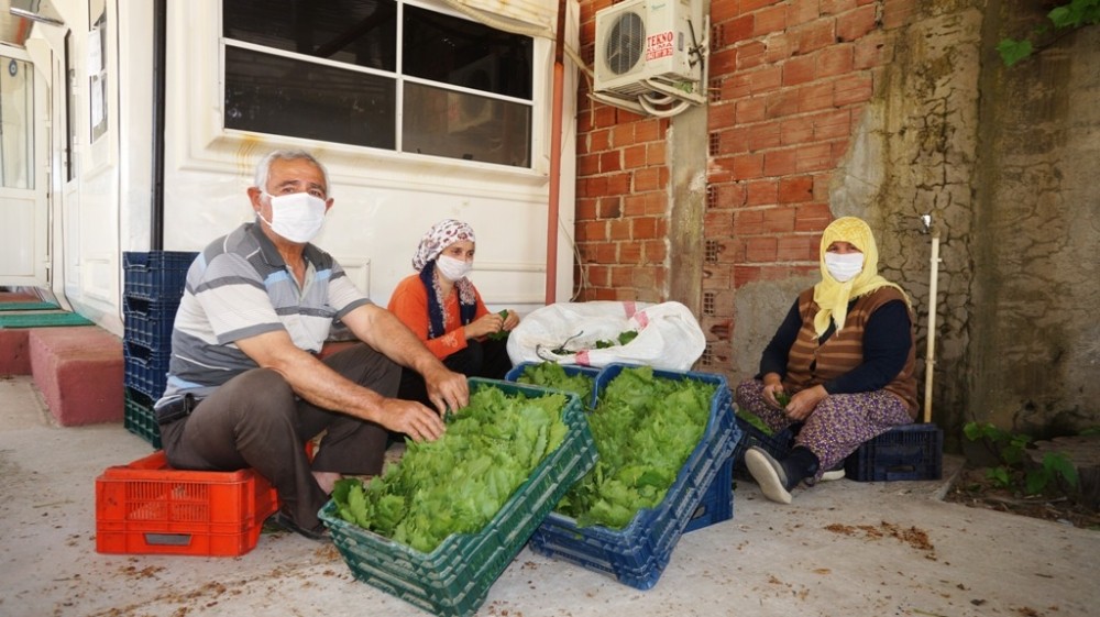 Asma yapraklarıyla aile ekonomilerine katkı sağlıyorlar 