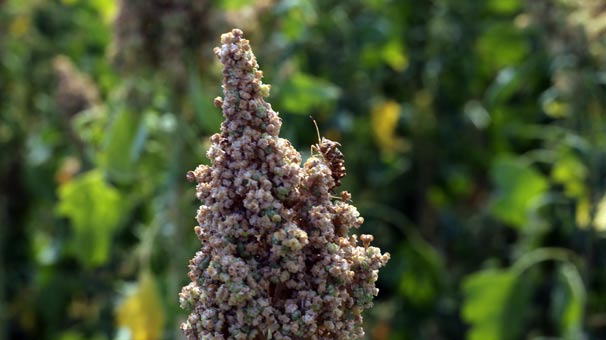 Astronot besini 'kinoa' Tekirdağ'da piyasaya çıktı