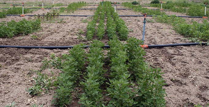 Astronotların yiyeceği Ağrı Dağı'nda