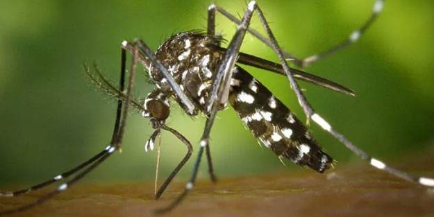 Asya Kaplan Sivrisineği yayılmaya devam ediyor
