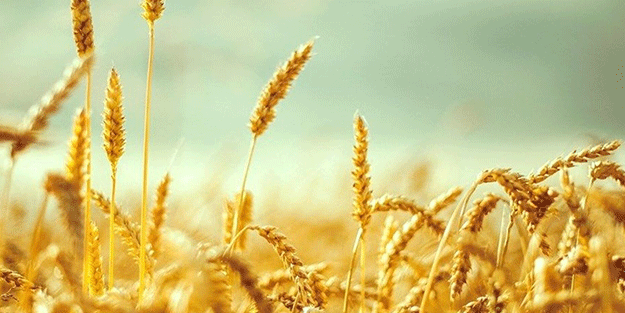 Asya ülkesi gıda krizine karşı ihracata kısıtlama getirdi