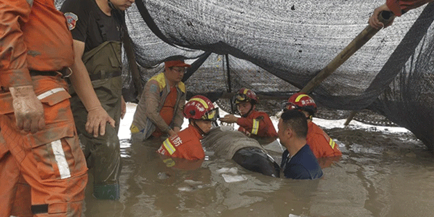 Asya ülkesinde 12 balina kıyıya vurdu